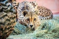 cheetah, beautiful portrait