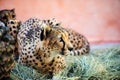 cheetah, beautiful portrait