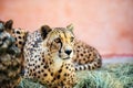 cheetah, beautiful portrait