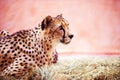 Cheetah, beautiful portrait. Animal world. Big cat