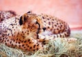 Cheetah, beautiful portrait. Animal world. Big cat