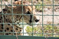 Cheetah behind wire netting