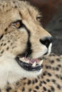 Cheetah Big Cat Royalty Free Stock Photo