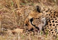 Cheetah is a big cat also know as the hunting leopard Royalty Free Stock Photo