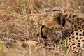 Cheetah is a big cat also know as the hunting leopard Royalty Free Stock Photo