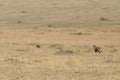 Malaika Cheetah hunting Thomson Gazelles Royalty Free Stock Photo
