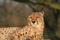 Cheetah at the Big Cat Sanctuary