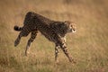 Cheetah bounds through long grass on savannah