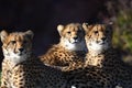 Cheetah brothers