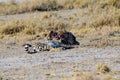 Cheetah brothers preening each other