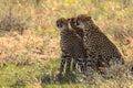 Cheetah brothers in the savannah