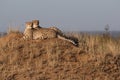 Cheetah brothers together on a vantage point