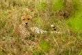 Cheetah in the Bush in South Africa Royalty Free Stock Photo