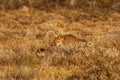 Cheetah camouflaged in the bush Royalty Free Stock Photo