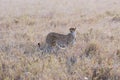 Cheetah camouflaged in dry grass - Serengeti National Park, Northern Tanzania, Africa Royalty Free Stock Photo
