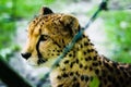 Cheetah in captivity, behind a fence, bokeh Royalty Free Stock Photo