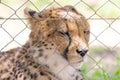 Cheetah in captivity Royalty Free Stock Photo