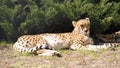 cheetah carnivore mammal spotted leopard africa