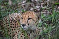 Cheetah from cat family resting in savannah grass, in Imire Rhino & Wildlife Conservancy National Park Royalty Free Stock Photo