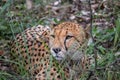 Cheetah from cat family resting in savannah grass, in Imire Rhino & Wildlife Conservancy National Park Royalty Free Stock Photo