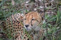 Cheetah from cat family resting in savannah grass, in Imire Rhino & Wildlife Conservancy National Park, Zimbabwe Royalty Free Stock Photo