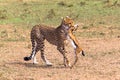 The cheetah caught the impala. Eastest Africa