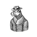 Cheetah character. Guepard in coat. Fashionable animal, vitorian gentleman in a jacket. Hand drawn Engraved old