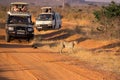 Cheetah chased by tourists Royalty Free Stock Photo