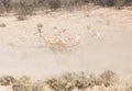 Cheetah chasing Springbok Royalty Free Stock Photo