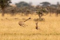 Cheetah chasing Thomson gazelle among whistling thorns Royalty Free Stock Photo