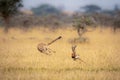 Cheetah chasing Thomson gazelle among whistling thorns Royalty Free Stock Photo