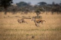 Cheetah chasing two Thomson gazelle in savannah Royalty Free Stock Photo