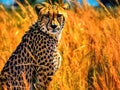 Cheetah