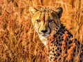 Cheetah