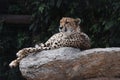 Cheetah. Royalty Free Stock Photo