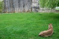 Cheetah Royalty Free Stock Photo