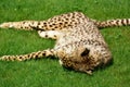 Cheetah Royalty Free Stock Photo