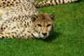 Cheetah Royalty Free Stock Photo