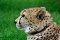 Cheetah Royalty Free Stock Photo