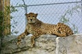 Cheetah Royalty Free Stock Photo