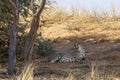 Cheetah in Kgalagari transfrontier park, South Africa Royalty Free Stock Photo