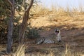 Cheetah in Kgalagari transfrontier park, South Africa Royalty Free Stock Photo