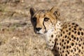 A cheetah close to you and looking at you in the Kalahari desert Royalty Free Stock Photo