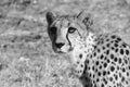 A cheetah close to you and looking at you in the Kalahari desert Royalty Free Stock Photo