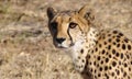 A cheetah close to you and looking at you in the Kalahari desert Royalty Free Stock Photo