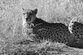 A cheetah close to you and looking at you in the namibian Kalahari Royalty Free Stock Photo