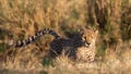 Cheetah close-up (Acinonyx jubatus), Masai Mara Reserve, Kenya