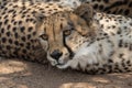 Cheetah close-up Kruger National Park