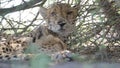 Cheetah close up while resting under bushes