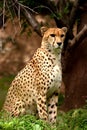 Cheetah closeup